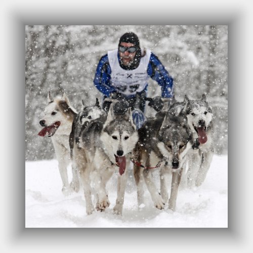 Sled Dog Race